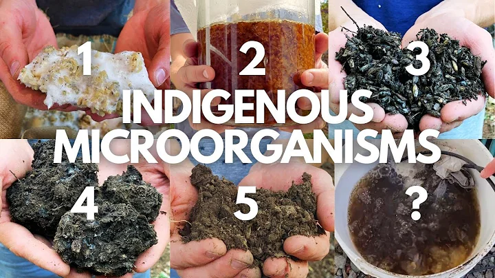 The Complete Beginner’s Guide to Indigenous Microorganisms