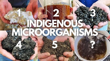 The Complete Beginner’s Guide to Indigenous Microorganisms