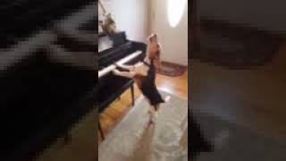 Funny   beagle plays piano1