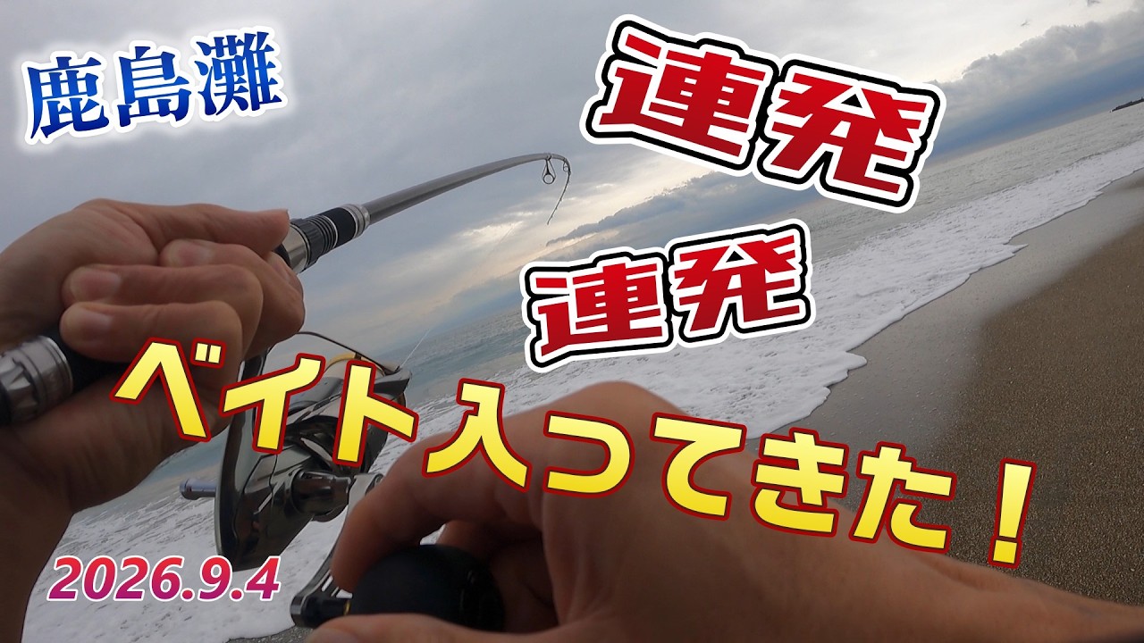 魚です❣️0703 Kashimanada Surf] September Surf Fishing Report! The fish I kept