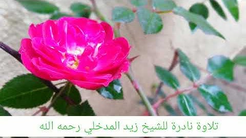 تلاوة خاشعة ومؤثرة للعلامة زيد بن هادي المدخلي رحمه الله