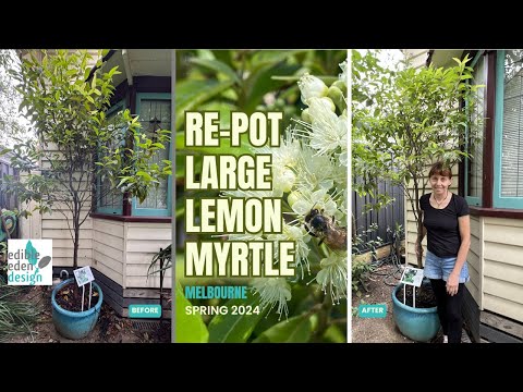 Repotting a large Lemon Myrtle plant (Backhousia citriodora) hqdefault