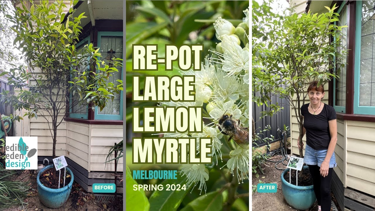 Repotting a large Lemon Myrtle plant (Backhousia citriodora)