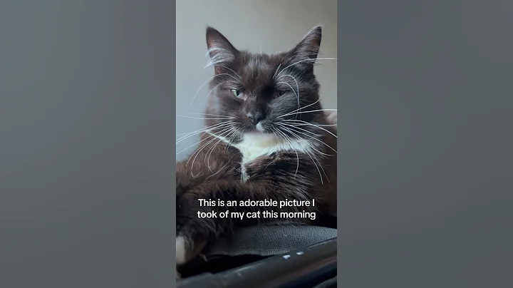 Watch the video about Maincoon/ragdoll kitten #viralvideo #cuteanimals #cutecats #cats #fyp #viralshorts