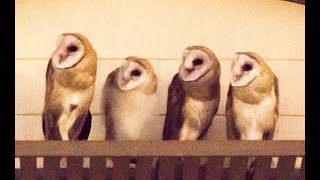 Eric's Barn Owls Nest Cam Live Stream