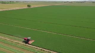 Our Massey Ferguson Swather working the fields.