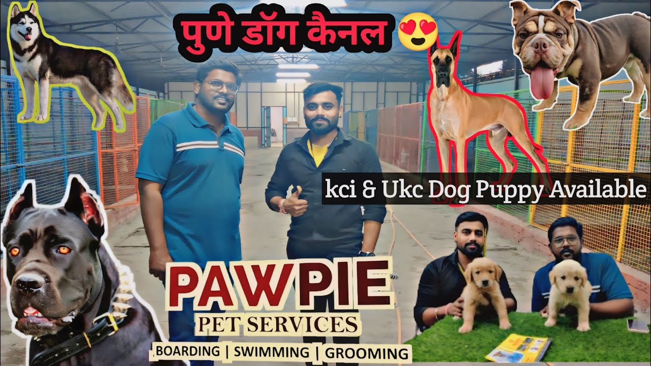 Biggest dog kennel in Pune 😍😍 all dog breeds puppy available in