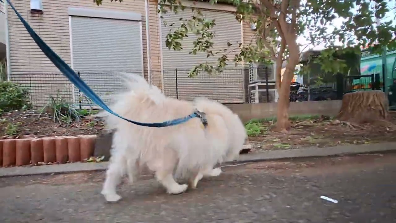 2026年3月5日木曜日　ポメラニアン？🐶　テテ！