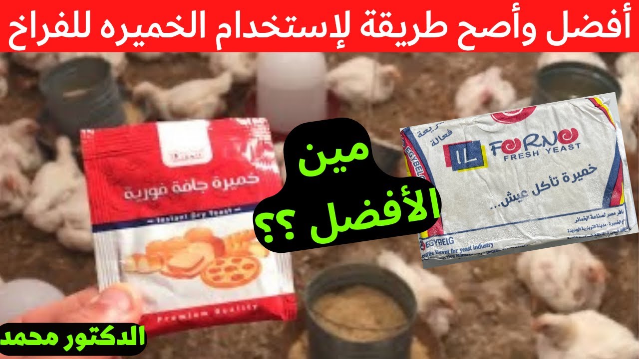 الطريقة الأفضل لأستخدام الخميره عند الدواجن والفراخ  (أحذر ⚠️ هتموت الفراخ ☠️)مع دكتور