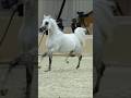 Royal White Arabian 🐎 | Shahi Andaz ka King 👑 | Horse Show Beauty