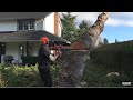 WHOA! ported Homelite cuts down big tree