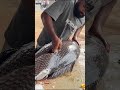 Amazing! World Biggest Catla Fish Cutting In Village