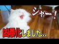 優しい猫ちゃんが、とある理由で凶暴化しました。。。
