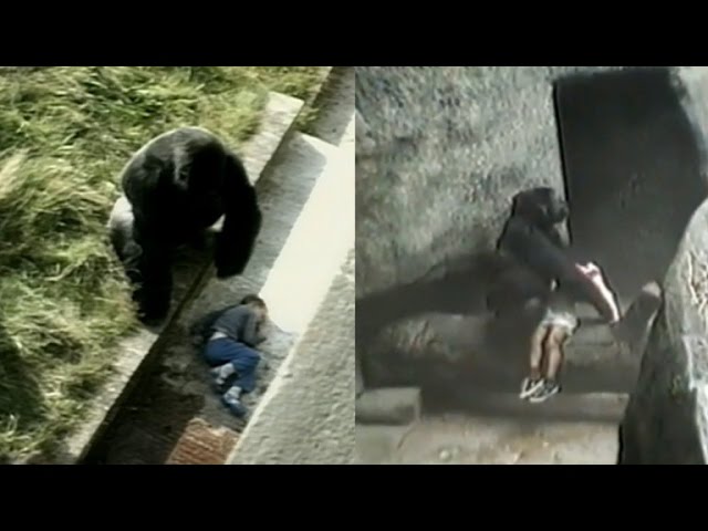 Kids Have Fallen Into Gorilla Enclosures In The Past But With Different Endings