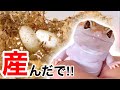 産卵後のレオパのソワソワ感が可愛すぎる…【ヒョウモントカゲモドキ レオパ 繁殖】