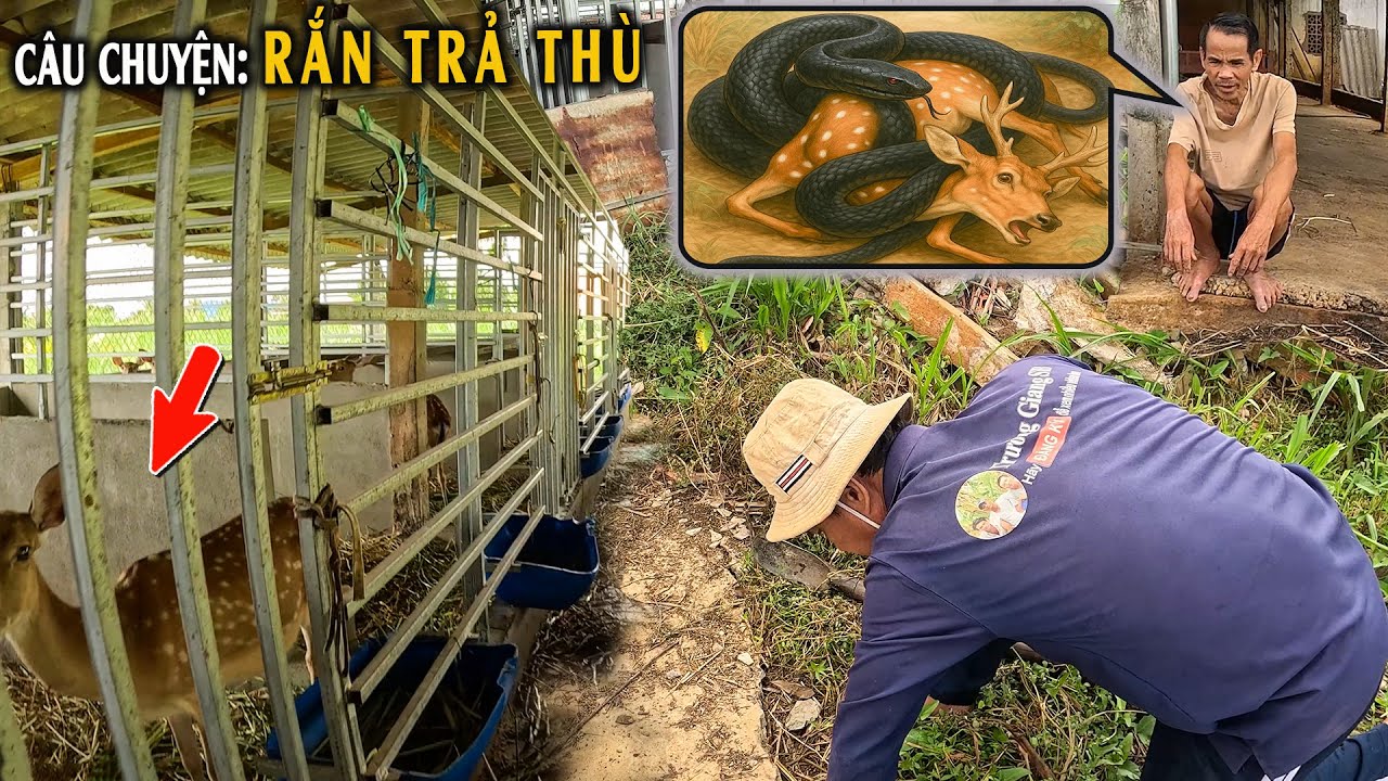 Rắn Trả Thù, Quấn Ch.ết Hươu .?.. | TGSB 