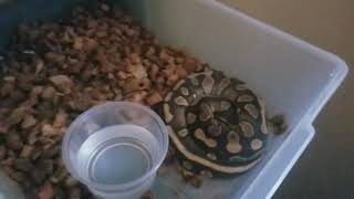 Ball python collection update