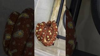 Fresh shed on this insane looking baby Green Tree Python. 😎🐍🔥