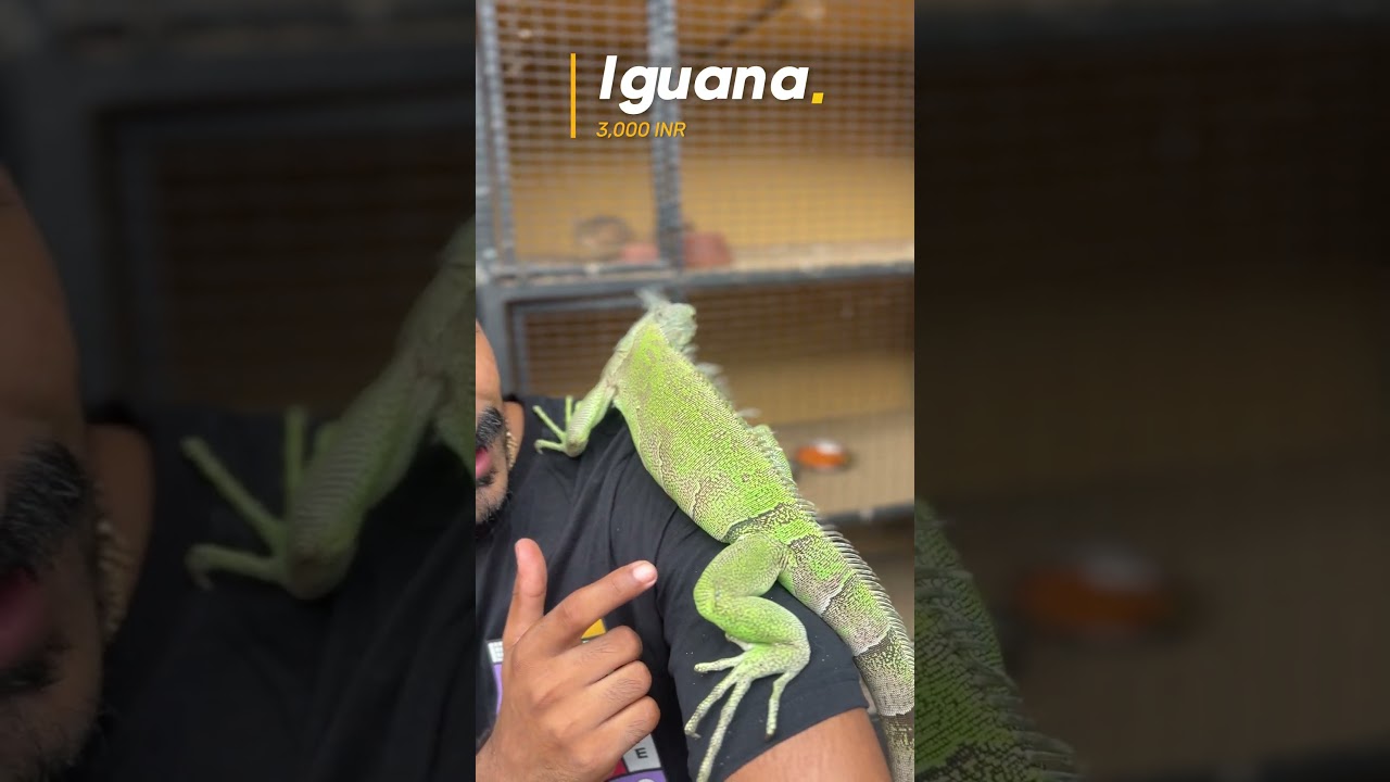 | Iguana / ഇഗ്വാന | 