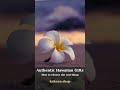 Authentic Hawaiian Gifts: How to Spot the Real Thing #Shorts