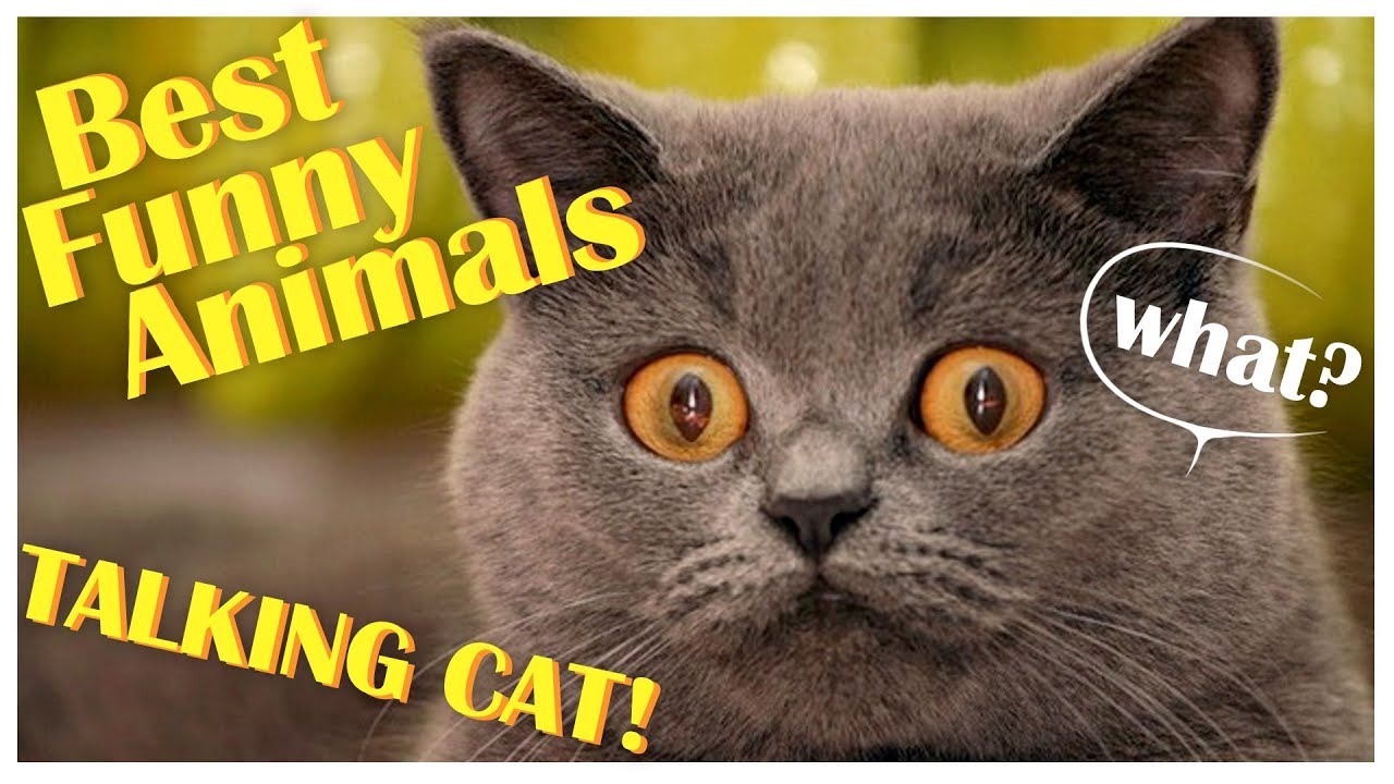 Best Funny Animals 2018 Try not to laugh challenge