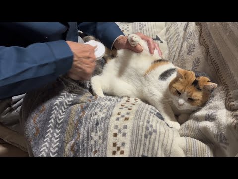 三毛猫】細かいところまでブラッシングされるミケ（2026年3月24日