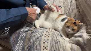 三毛猫】細かいところまでブラッシングされるミケ（2026年3月24日