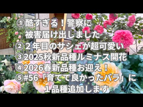 57【楽しみにしていた春バラが酷い目にあったけど、可愛いバラ達に癒