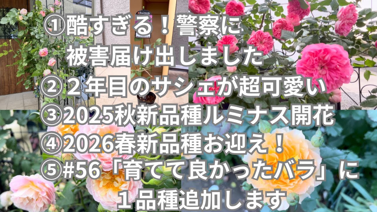 57【楽しみにしていた春バラが酷い目にあったけど、可愛いバラ達に癒