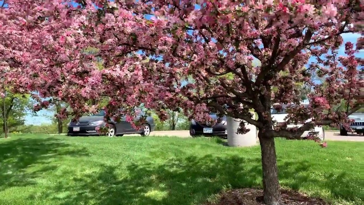 Garfield Avenue, The Hill, and Upper Campus Tour YouTube