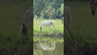 Me and my water twin/ Я с моей водной близняшкой #horse#shorts#short#shortsvideo#funnyvideo