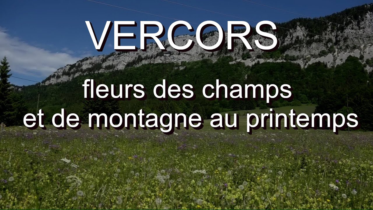 VERCORS fleurs des champs et de montagne au printemps (Col de Roméyère) LC VIDEO