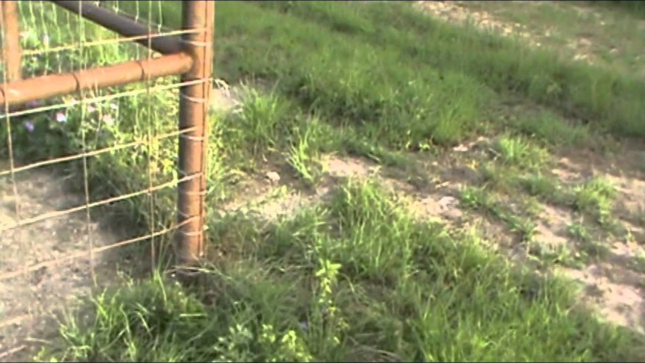 Grass for Goats and Sheep YouTube