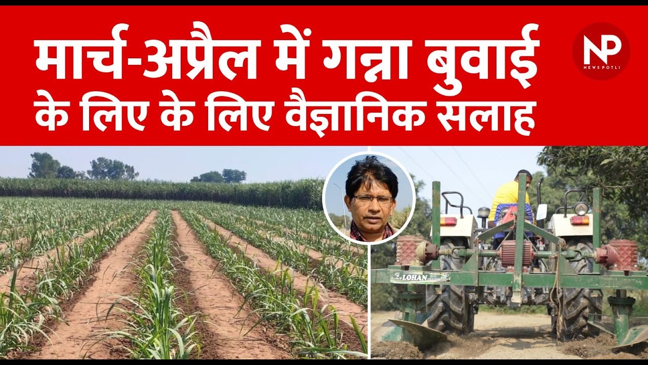 गन्ना वैज्ञानिक की सलाह ऐसे करें बुवाई, ज्यादा होगा उत्पादन | Ganna Ki kheti | News Potli || IISR