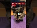 4675 ヨガ🧘チョコ