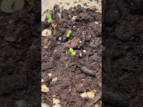 Видео: Гүзээлзгэний навчны бүрээс: Гүзээлзгэний ургамлыг цагаан хальсаар хэрхэн засах вэ