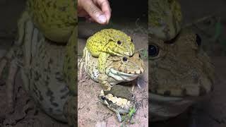 Top Threes Frogs Famous Virals Funny Big Frog Heavy Make Want To Laugh