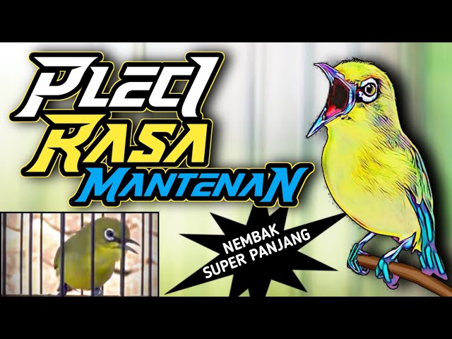 PLECI VINDIE NEMBAK MANTENAN 15 DETIK TANPA PUTUS // PLECI GACOR #fajararief class=