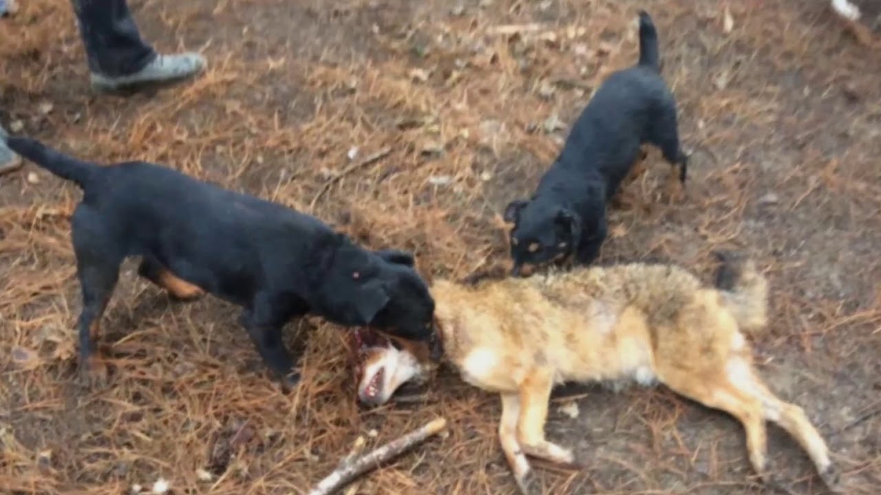 hunting with jagdterriers