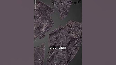 289 Million Years Old - The Oldest Fossilized Skin Revealed