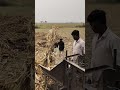 मक्का का काम 🌽🌞 #song #punjabisong #punjabimusic #newsong #automobile