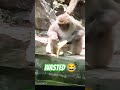 #ofwmalaysia #funny #shortvideo #funnyvideo #funnyanimals #monkey #funnymonkey #shorts#fypシ゚ #memes