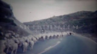 1956 Flock Of Sheep Herding Down Middle Of Highway Street. Casper, Wyoming