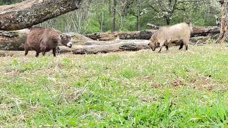 Goats gone grazing! Goat TV #goat #farming #cute #beautiful #pygmygoat