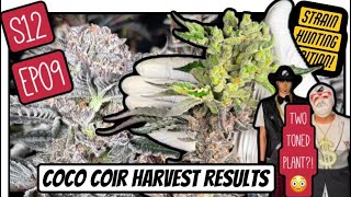 S12 EP09: Harvesting 6 of the PRETTIEST plants on YouTube (coco coir grow) The Grow Under The Stairs