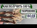 🍇 Простое укоренение черенков винограда на воде. Почему 100 % черенков укоренилось?