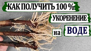 🍇 Простое укоренение черенков винограда на воде. Почему 100 % черенков укоренилось?