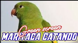 Green screen 'BURUNG MARITACA CATANDO'.