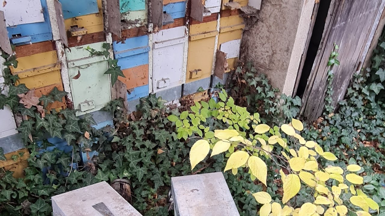 Am salvat roii din stupina abandonata din oraş.