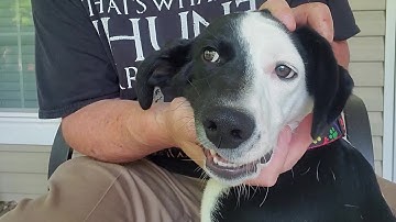 Flint Knapping - Scooby and Me Making a Bayagoula  Preform